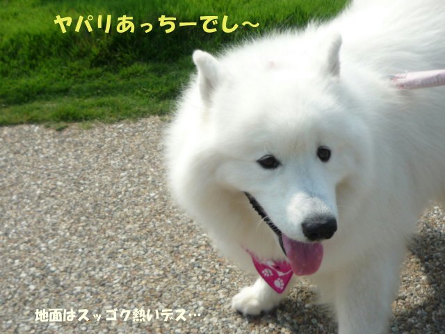 e0176159_20104123.jpg