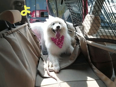 e0176159_2029270.gif