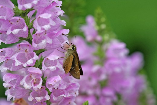 e0190885_2010287.jpg