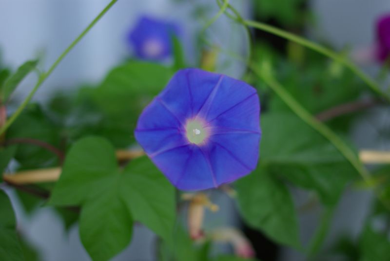 c0187503_1753182.jpg