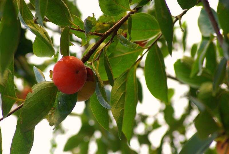 c0187503_1853747.jpg