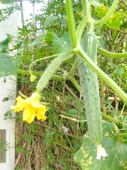 c0058606_10034.jpg