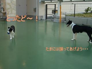 e0179321_0323176.jpg