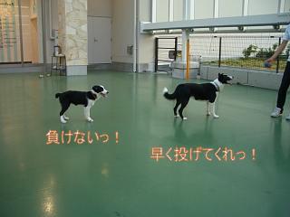 e0179321_033761.jpg