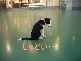 e0179321_035995.jpg