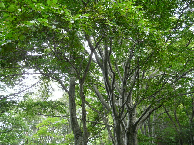 e0147226_22455332.jpg