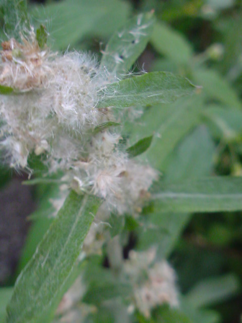 e0016828_15543631.jpg