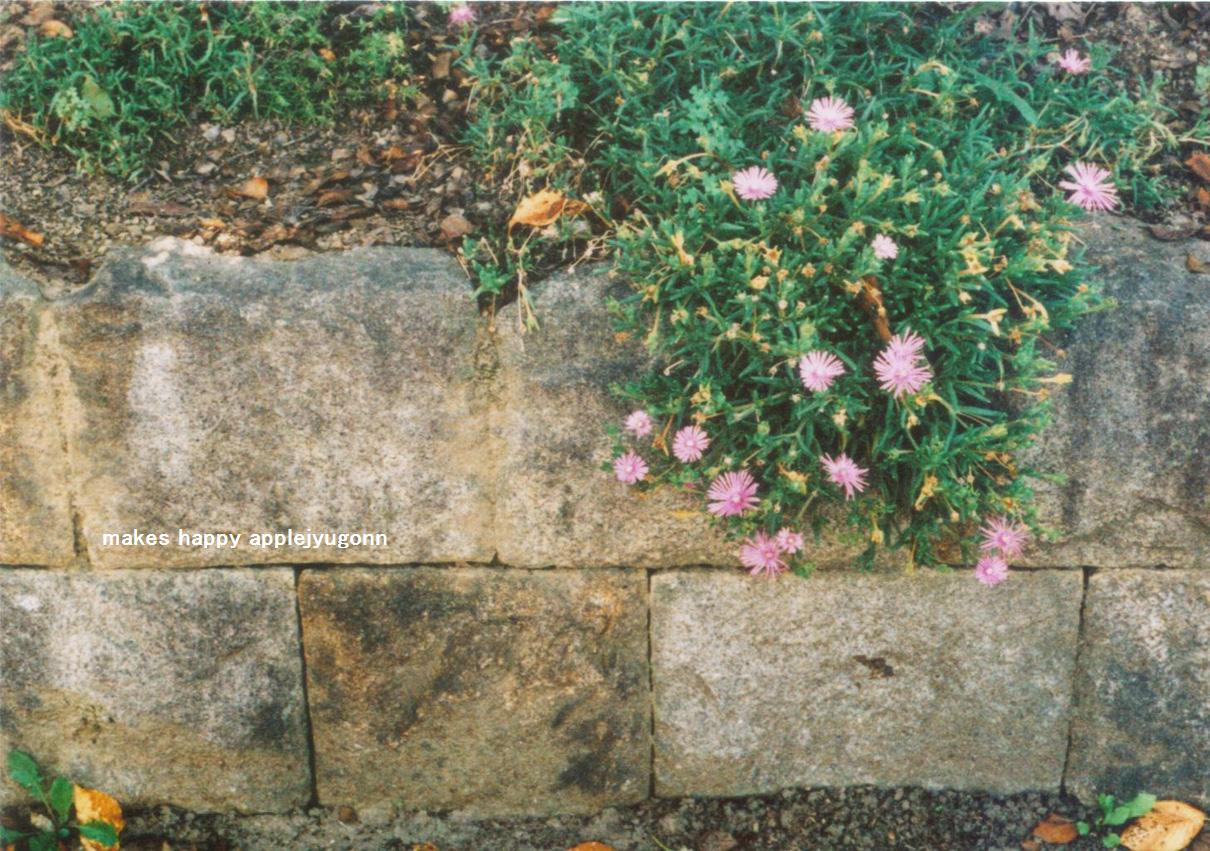 e0165434_2034218.jpg