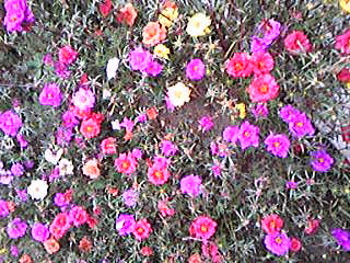 e0087443_21365877.jpg