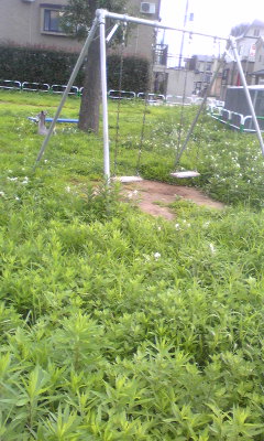 e0187047_864371.jpg