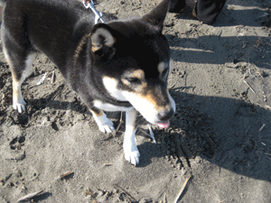 b0159557_22163294.gif