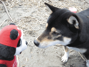 b0159557_2245863.gif