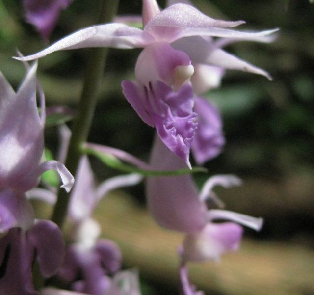 c0042869_8371496.jpg