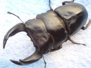 c0150582_7523947.jpg