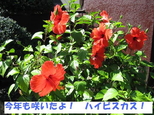 a0037298_221919.jpg