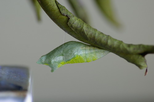 b0052108_21148.jpg