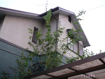 f0059818_16394132.jpg