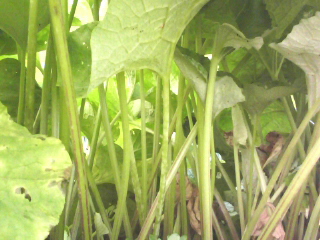 a0134323_15485726.jpg