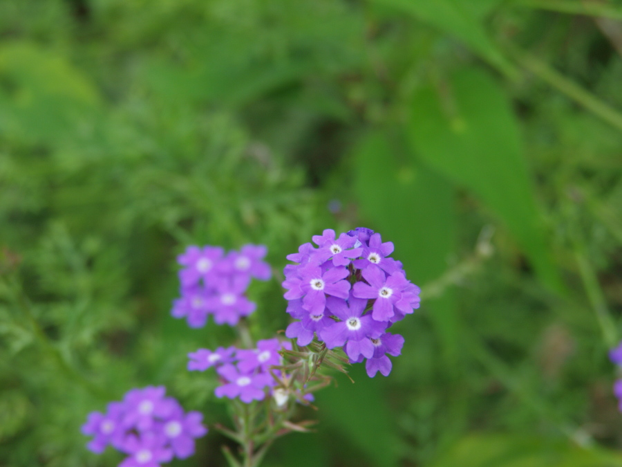 b0137723_17153614.jpg