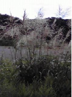 f0138227_1616450.jpg