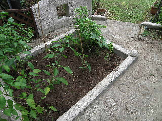 e0184558_927784.jpg
