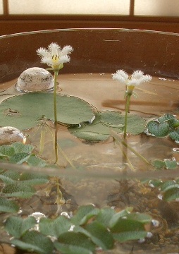 c0186463_1813480.jpg