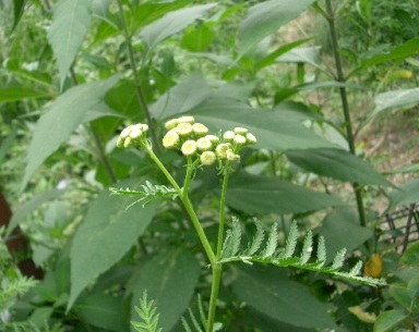 c0186463_1830912.jpg