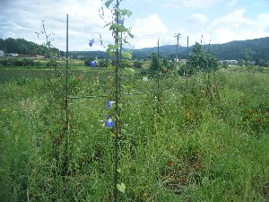 b0079965_122458.jpg