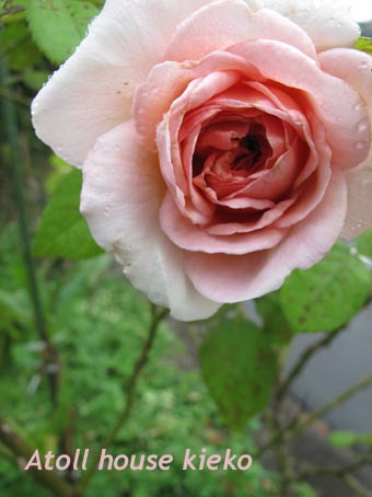 a0139570_048071.jpg
