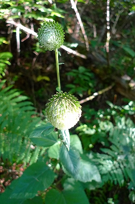 f0182173_21325328.jpg