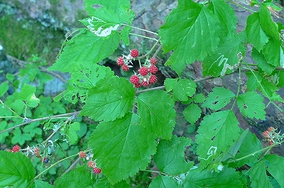 f0182173_2132947.jpg