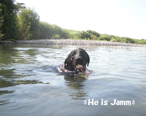 e0066883_200285.gif