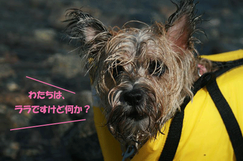 e0066883_20122618.gif