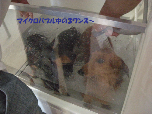 e0066883_21111389.gif