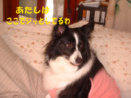 c0120585_18234737.jpg