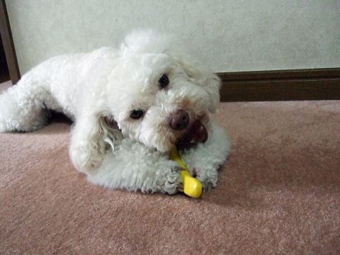 b0104592_11364811.jpg