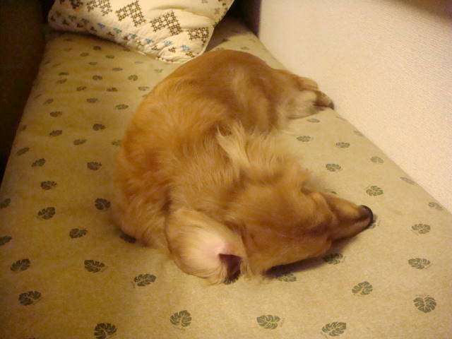 d0098295_09163.jpg