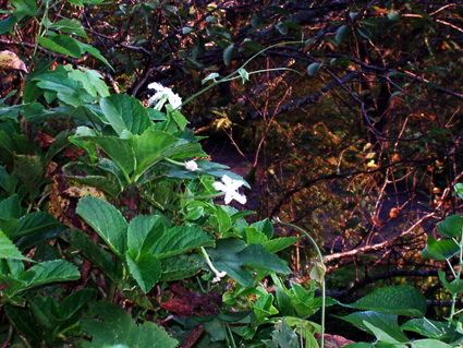 c0145299_21322394.jpg