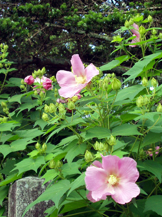 c0145299_22133289.jpg