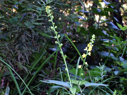 c0145299_2219034.jpg