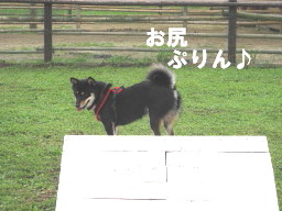 c0185516_22482458.jpg