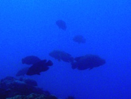a0043520_19271995.jpg