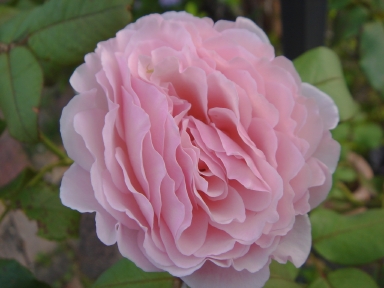 f0054421_7441647.jpg