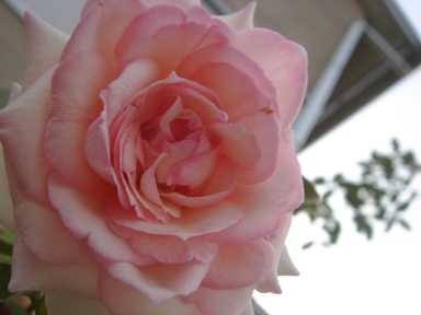 f0054421_7443540.jpg