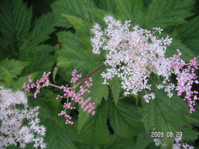 a0020929_22225855.jpg