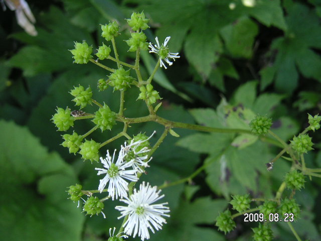 a0020929_22324129.jpg