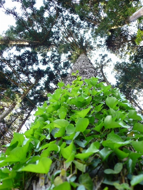 e0189633_1575312.jpg
