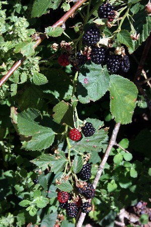 e0104941_1236551.jpg