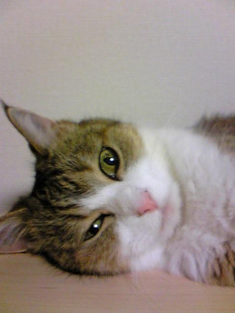 a0130149_12423574.jpg