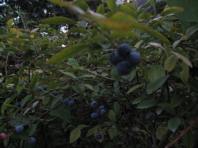 d0149257_18371177.jpg